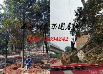 廣玉蘭12公分15公分18公分廣玉蘭價格